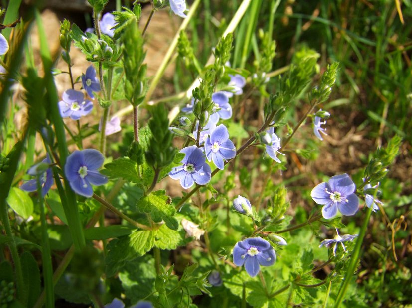 126 Veronica Alpina